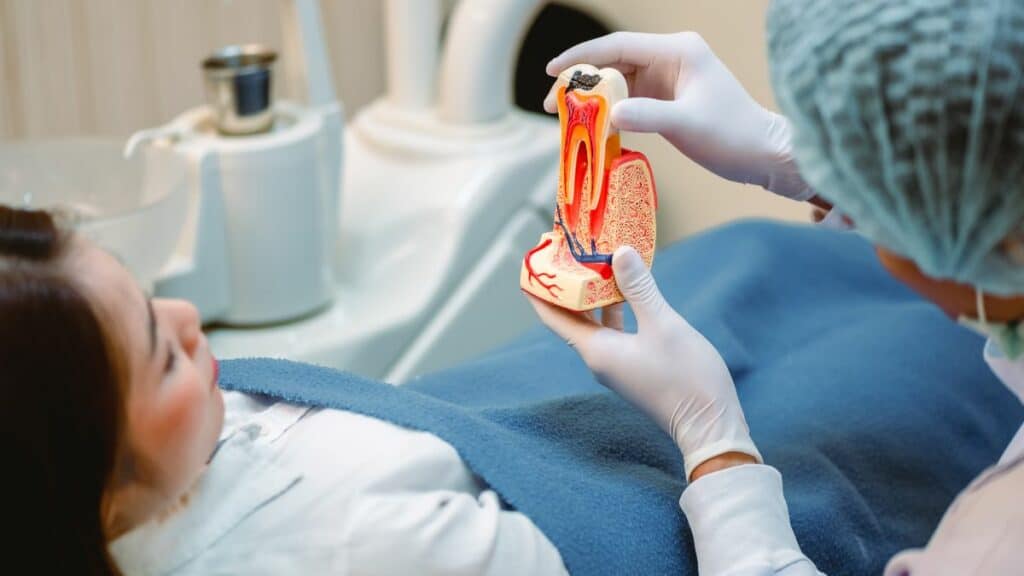 Doctor showing a model of a tooth explaining about a root canal